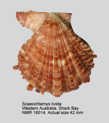 Scaeochlamys livida.jpg - Scaeochlamys livida(Lamarck,1819)